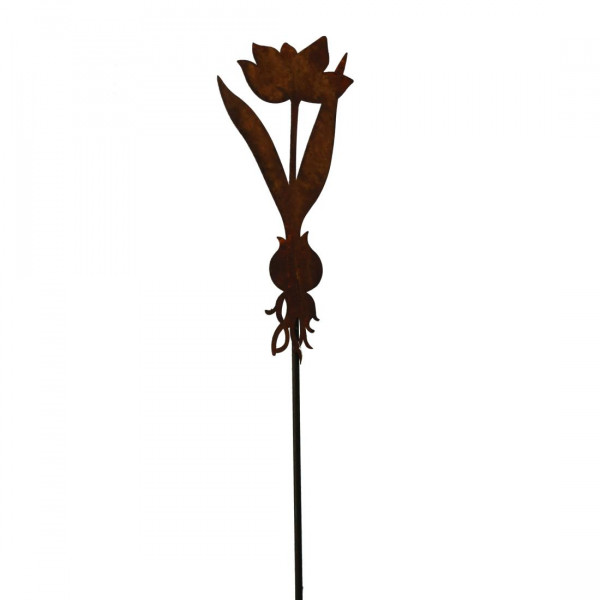 Rost Dekostab Frühling Blume Zwieben Tulpe